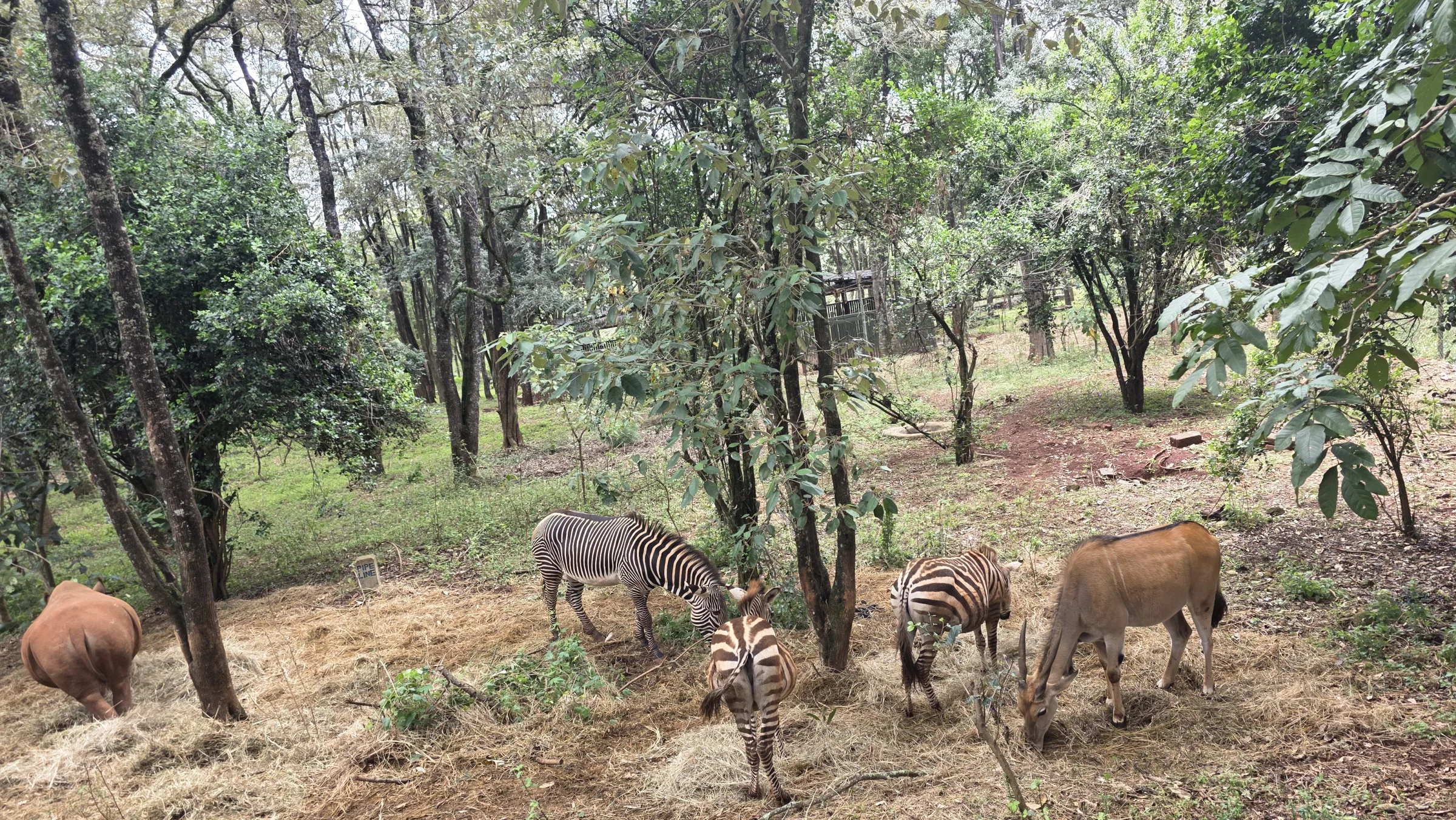 Zebra and eland grazing among the trees on a game drive