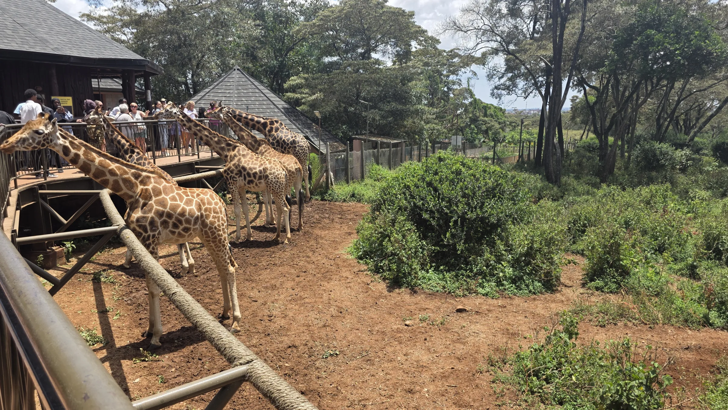 Giraffes gathered at the feeding platform