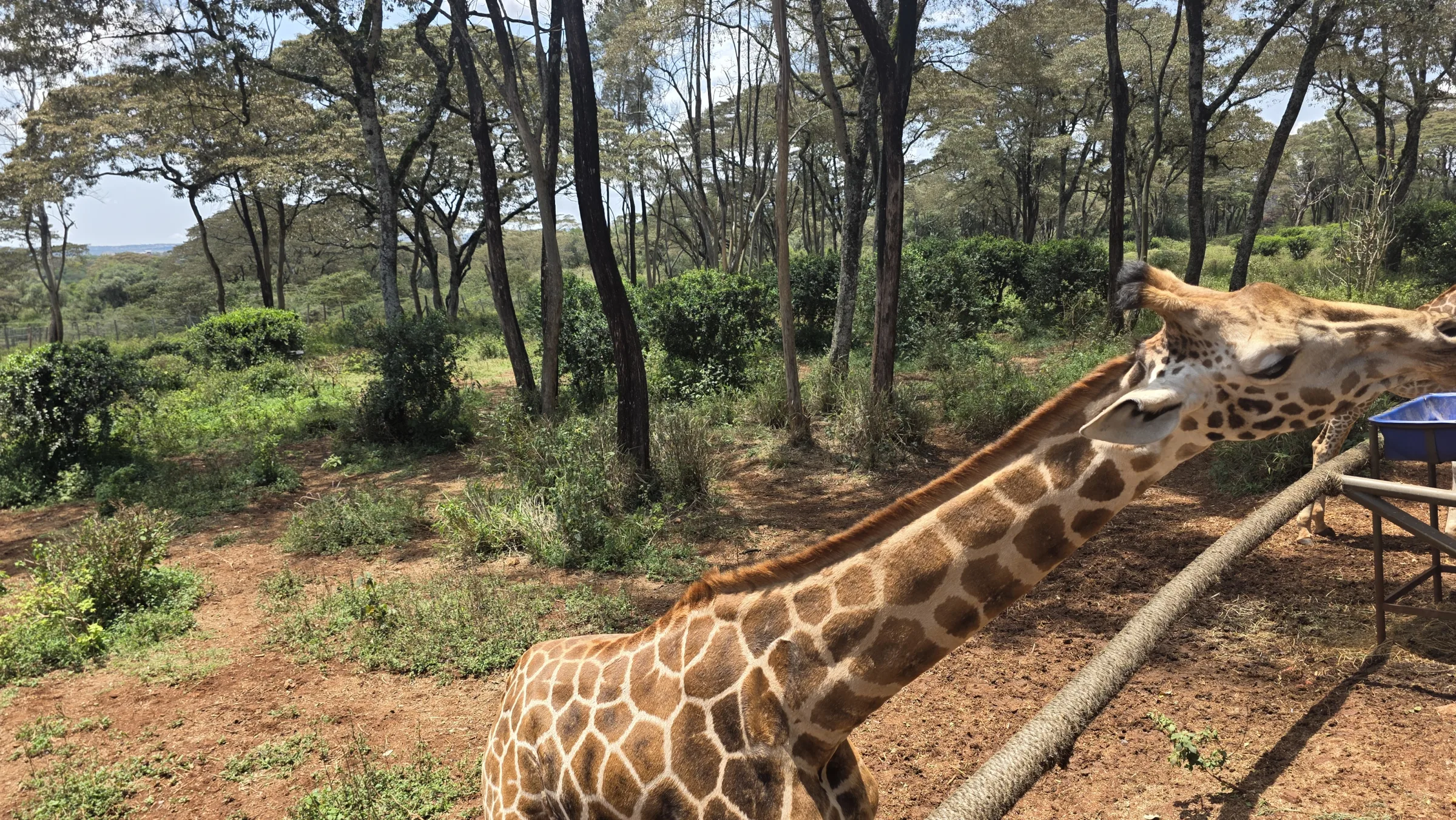 A giraffe up close at the Giraffe Centre