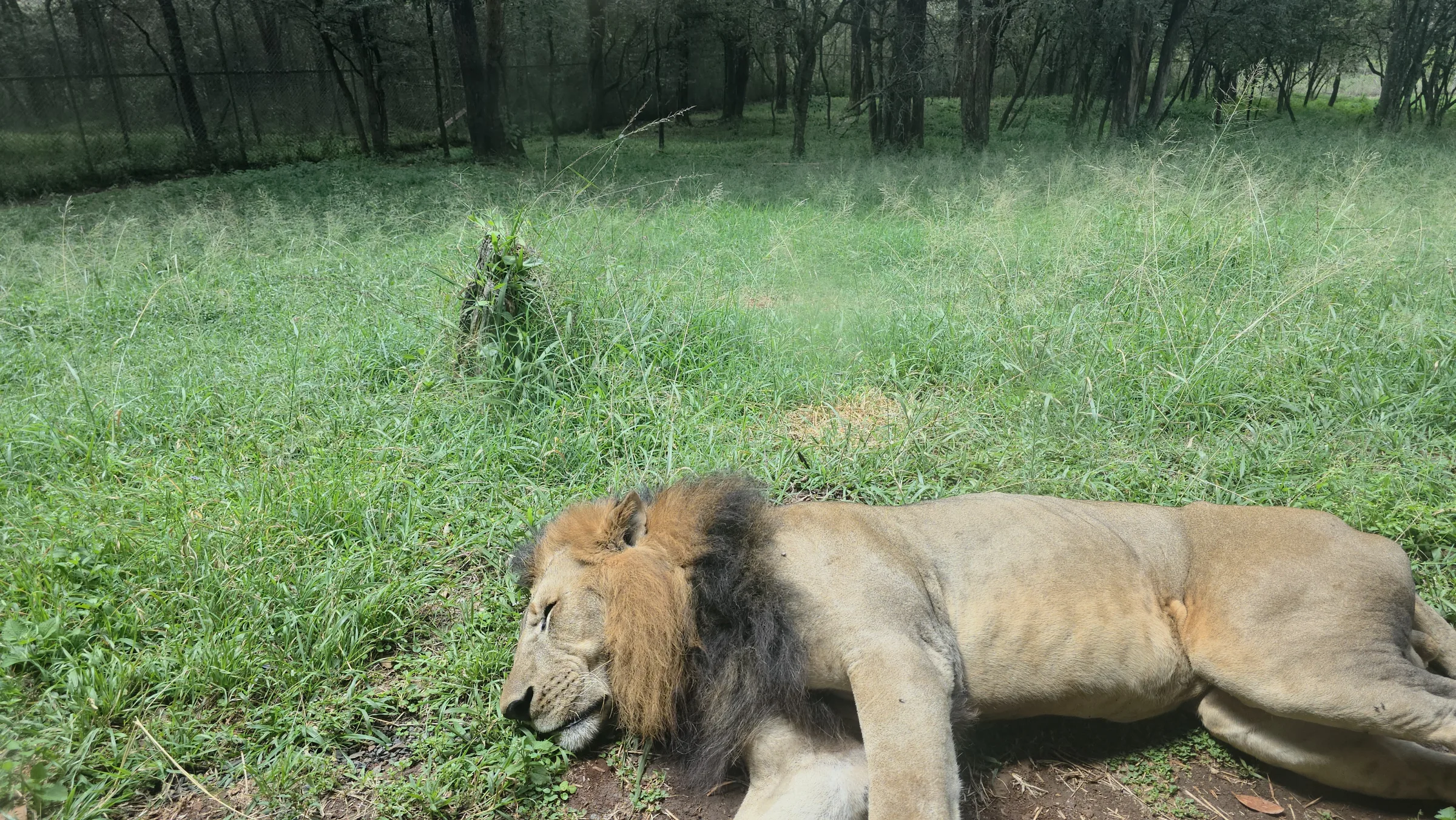 A lion resting in the grass