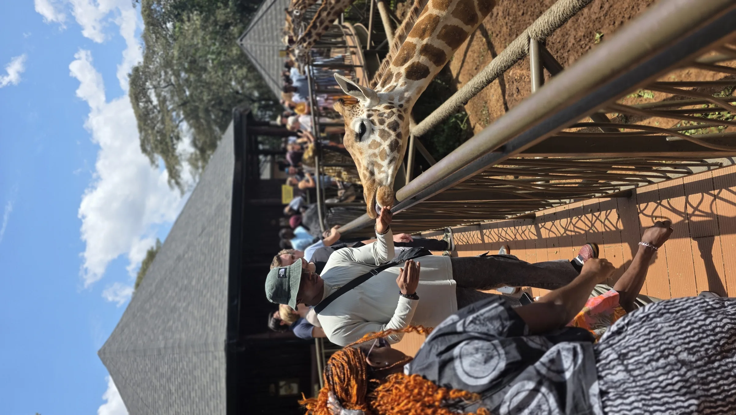 Members feeding the giraffes from the platform