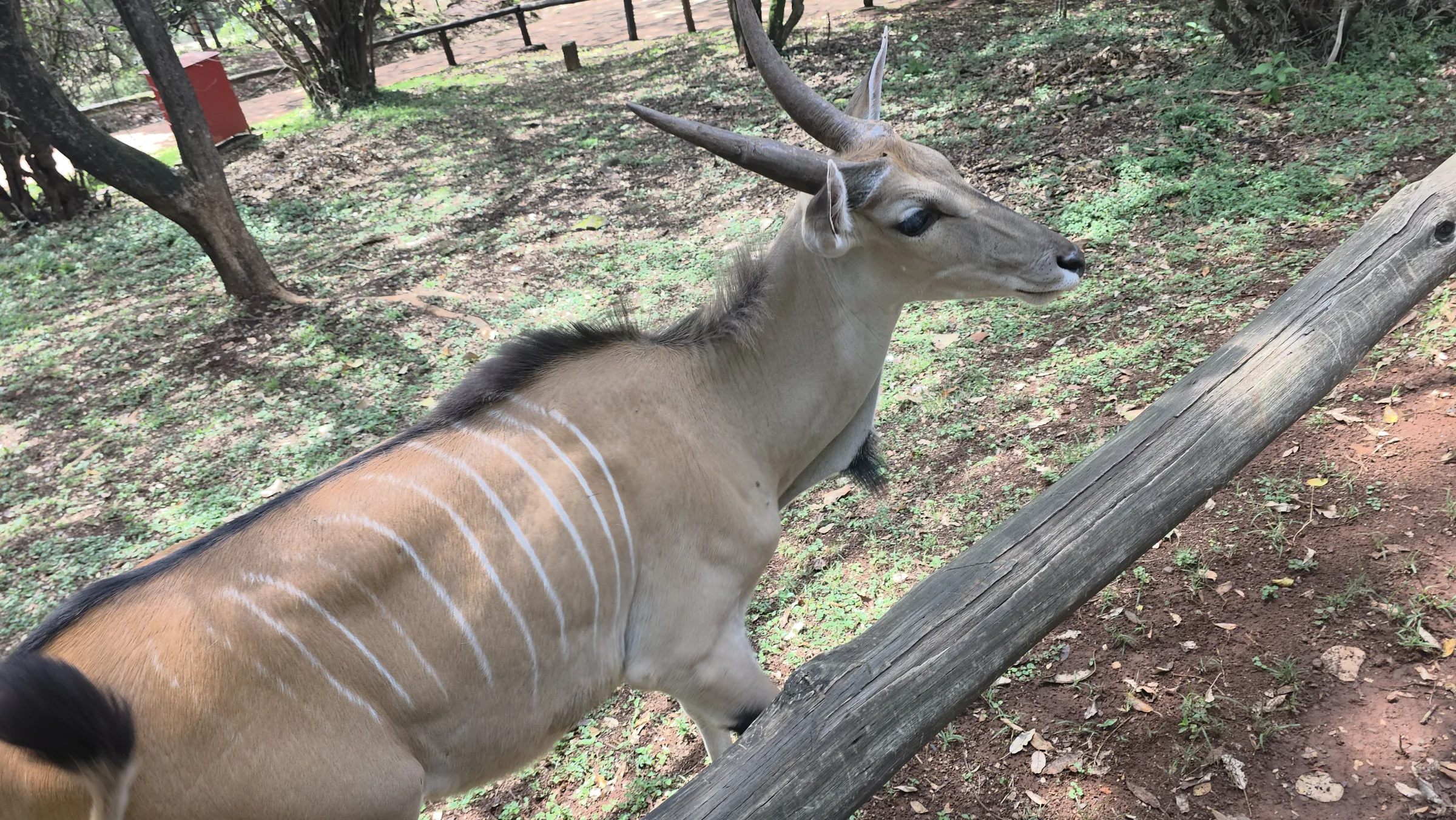 A kudu standing in the shade