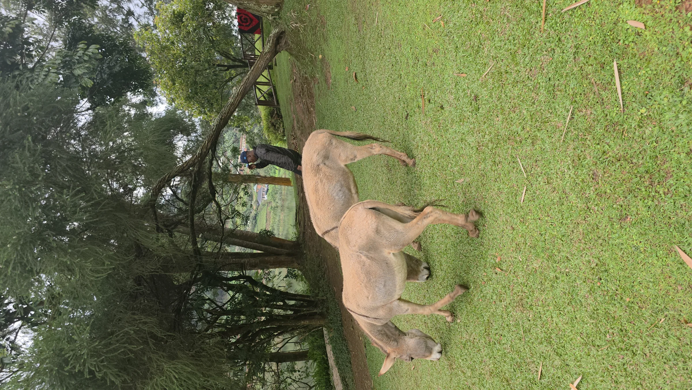 An antelope out in a clearing